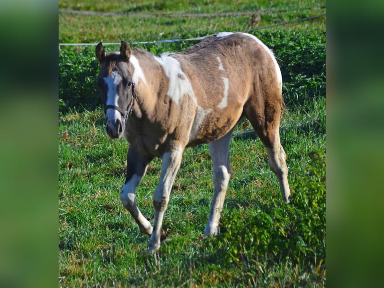 Paint Horse Hengst 1 Jaar 154 cm Grullo in Buchbach