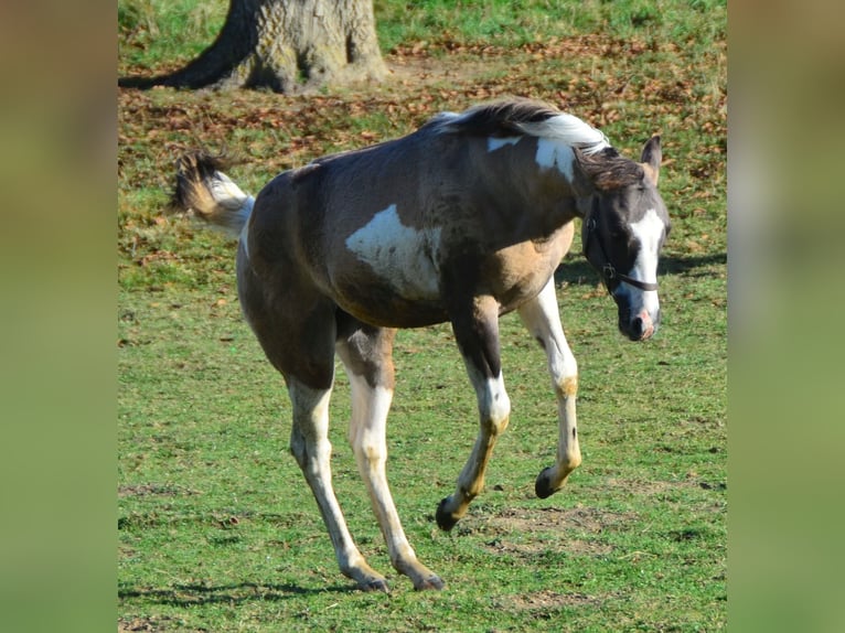 Paint Horse Hengst 1 Jaar 154 cm Grullo in Buchbach