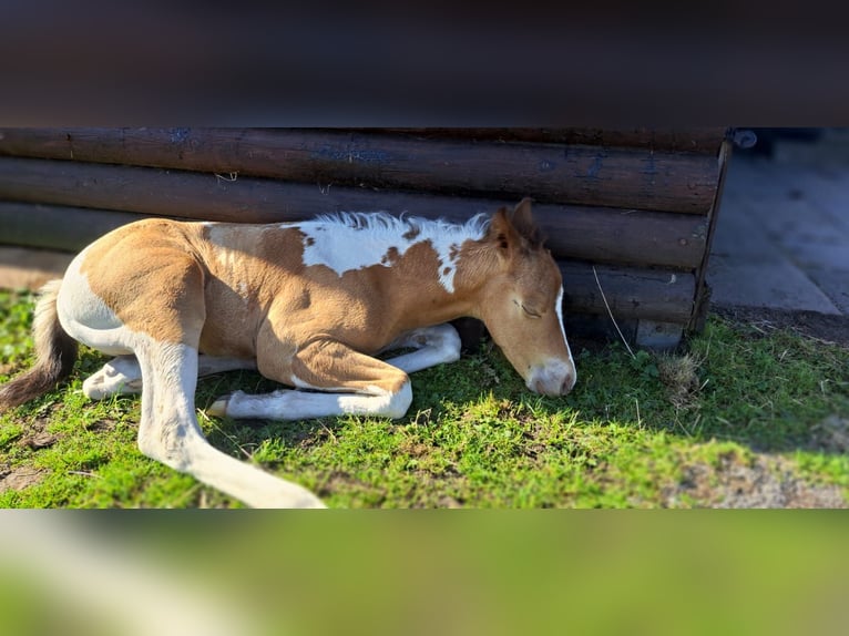 Paint Horse Hengst 1 Jaar 155 cm Champagne in Hamm