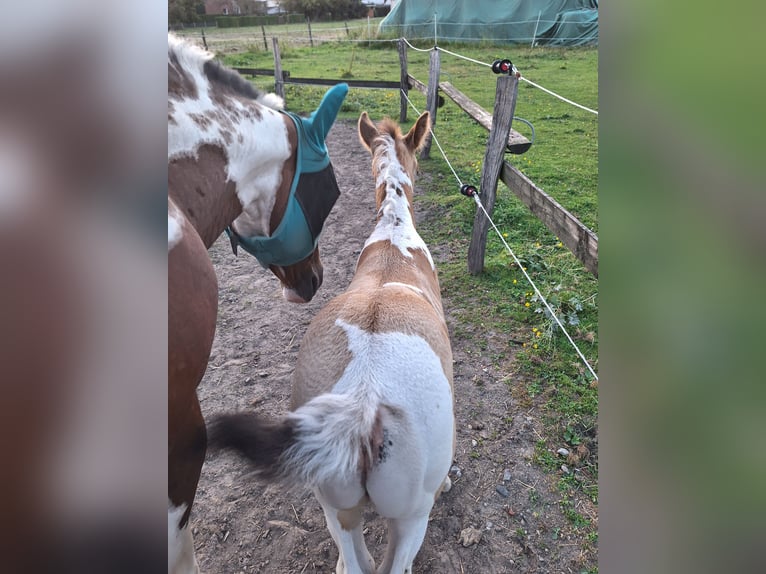 Paint Horse Hengst 1 Jaar 155 cm Champagne in Hamm