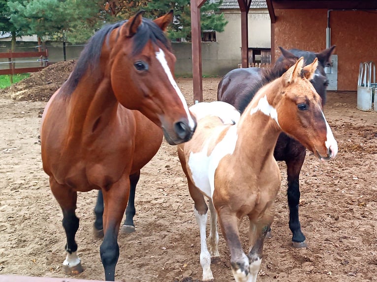 Paint Horse Hengst 1 Jaar 155 cm Falbe in Drachhausen