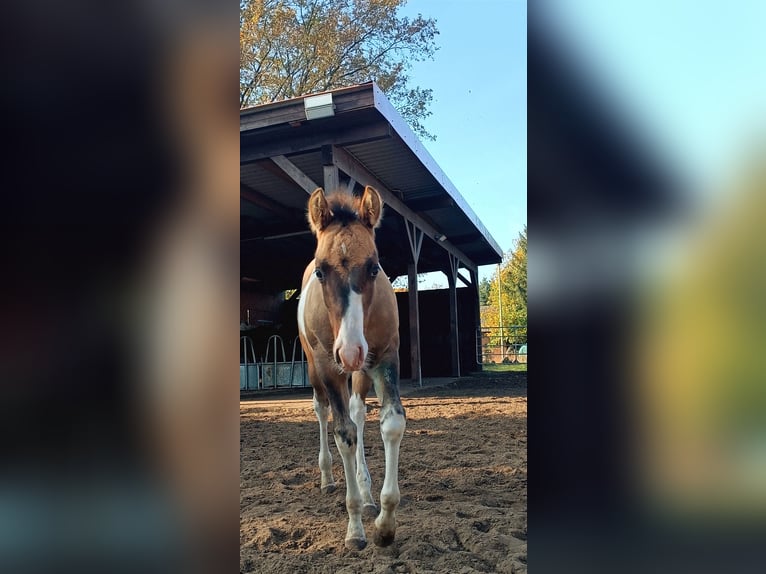 Paint Horse Hengst 1 Jaar 155 cm Falbe in Drachhausen