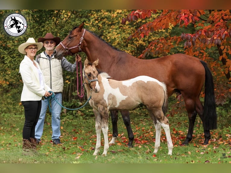 Paint Horse Hengst 1 Jaar 155 cm Falbe in Drachhausen