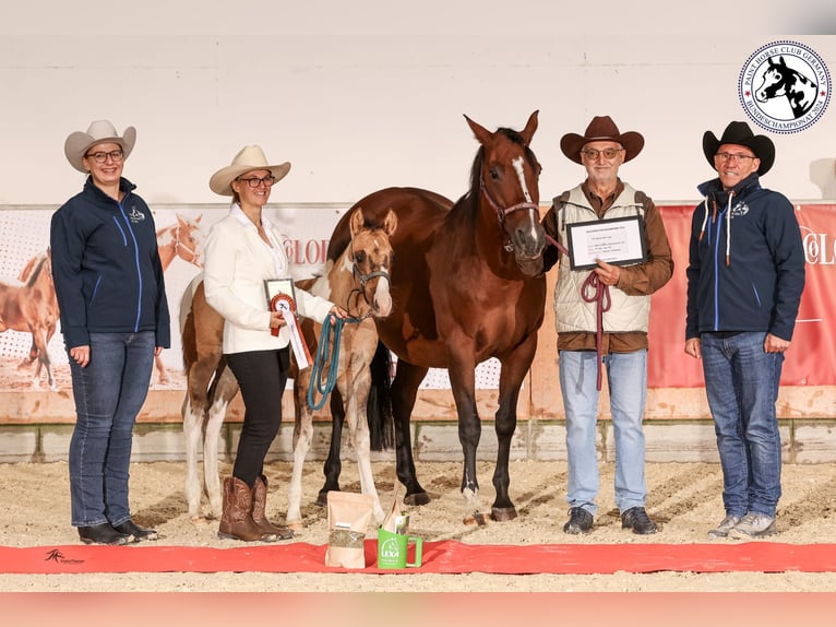 Paint Horse Hengst 1 Jaar 155 cm Falbe in Drachhausen