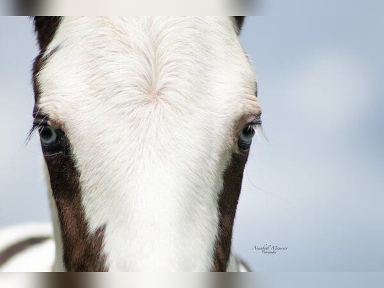 Paint Horse Mix Hengst 1 Jaar 155 cm Gevlekt-paard in Klingenberg am Main