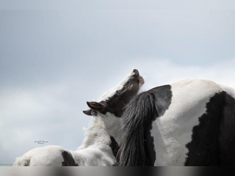 Paint Horse Mix Hengst 1 Jaar 155 cm Gevlekt-paard in Klingenberg am Main