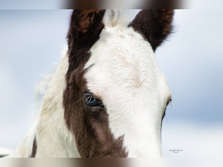 Paint Horse Mix Hengst 1 Jaar 155 cm Gevlekt-paard in Klingenberg am Main