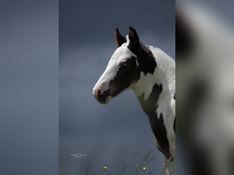 Paint Horse Mix Hengst 1 Jaar 155 cm Gevlekt-paard in Klingenberg am Main