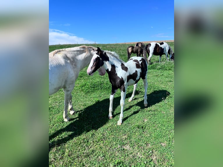 Paint Horse Mix Hengst 1 Jaar 155 cm Gevlekt-paard in Klingenberg am Main