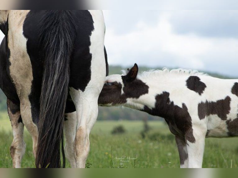 Paint Horse Mix Hengst 1 Jaar 155 cm Gevlekt-paard in Klingenberg am Main