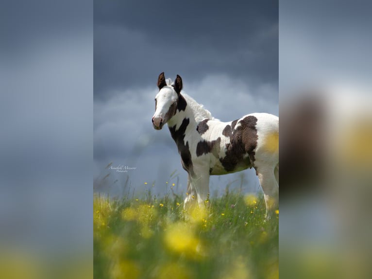 Paint Horse Mix Hengst 1 Jaar 155 cm Gevlekt-paard in Klingenberg am Main