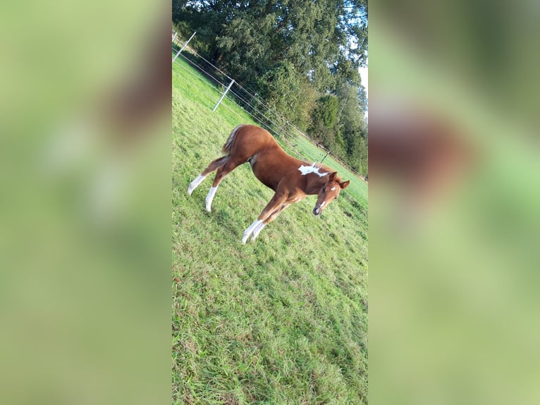 Paint Horse Hengst 1 Jaar 155 cm Gevlekt-paard in Neuenhaus