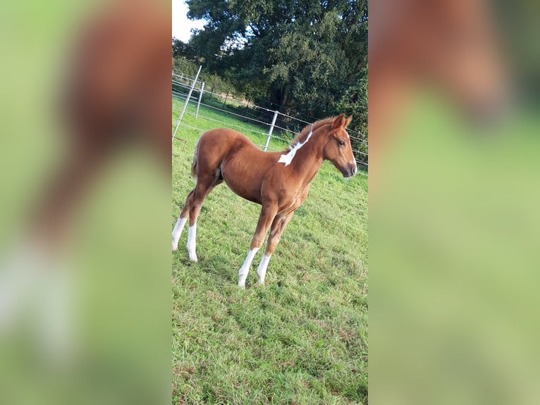 Paint Horse Hengst 1 Jaar 155 cm Gevlekt-paard in Neuenhaus