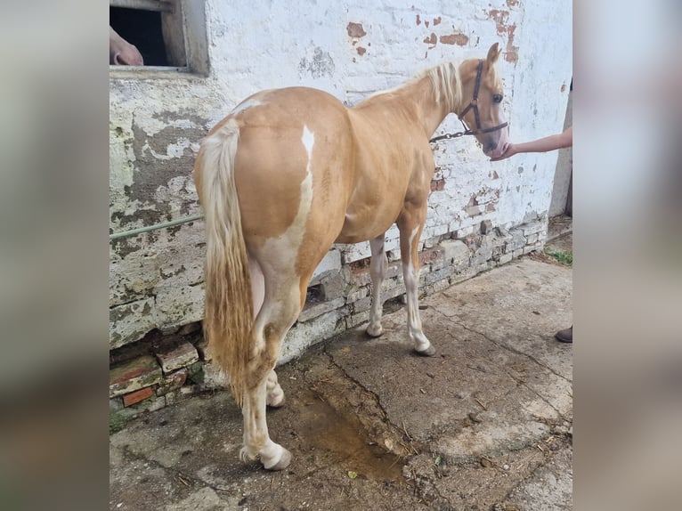 Paint Horse Hengst 1 Jaar 155 cm Gevlekt-paard in Buchbach