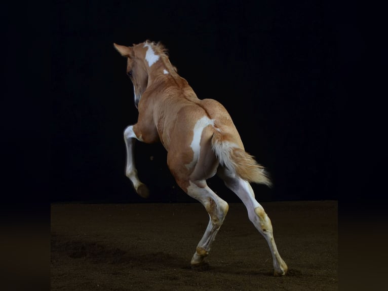 Paint Horse Hengst 1 Jaar 155 cm Gevlekt-paard in Buchbach