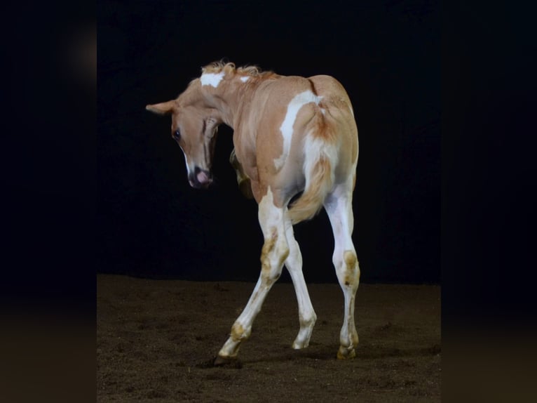 Paint Horse Hengst 1 Jaar 155 cm Gevlekt-paard in Buchbach