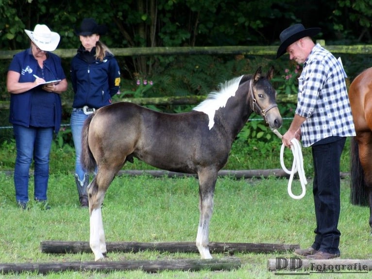 Paint Horse Hengst 1 Jaar 158 cm Buckskin in Aldenhoven