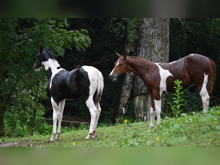 Paint Horse Hengst 1 Jaar 162 cm Zwart in Pranzing