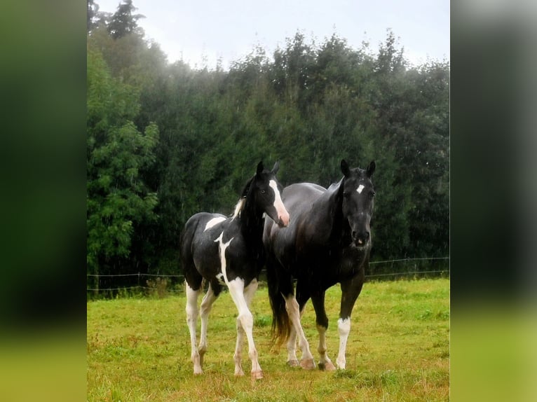 Paint Horse Hengst 1 Jaar 162 cm Zwart in Pranzing