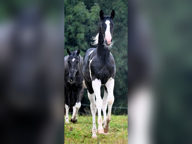 Paint Horse Hengst 1 Jaar 162 cm Zwart in Pranzing