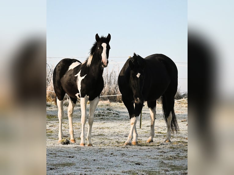 Paint Horse Hengst 1 Jaar 162 cm Zwart in Pranzing