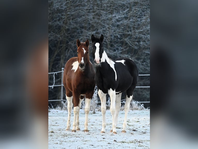 Paint Horse Hengst 1 Jaar 162 cm Zwart in Pranzing