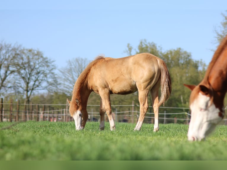 Paint Horse Hengst 1 Jaar Champagne in Balen