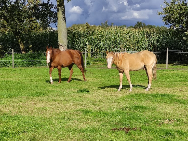 Paint Horse Hengst 1 Jaar Champagne in Balen