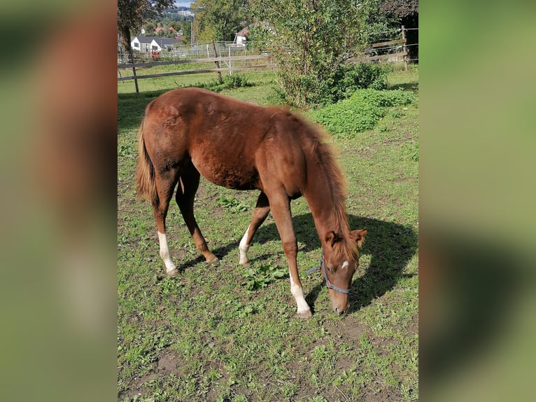 Paint Horse Hengst 1 Jaar Donkere-vos in Kaufbeuren