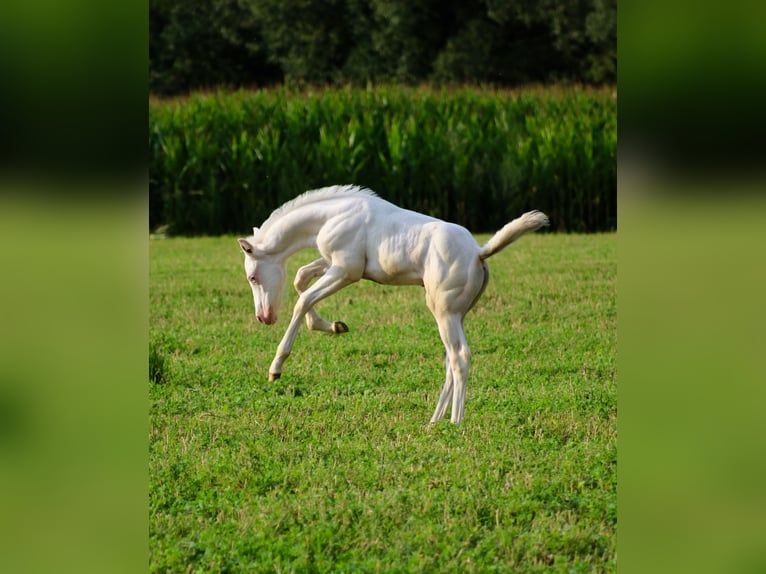 Paint Horse Hengst 1 Jaar Gevlekt-paard in Camburg