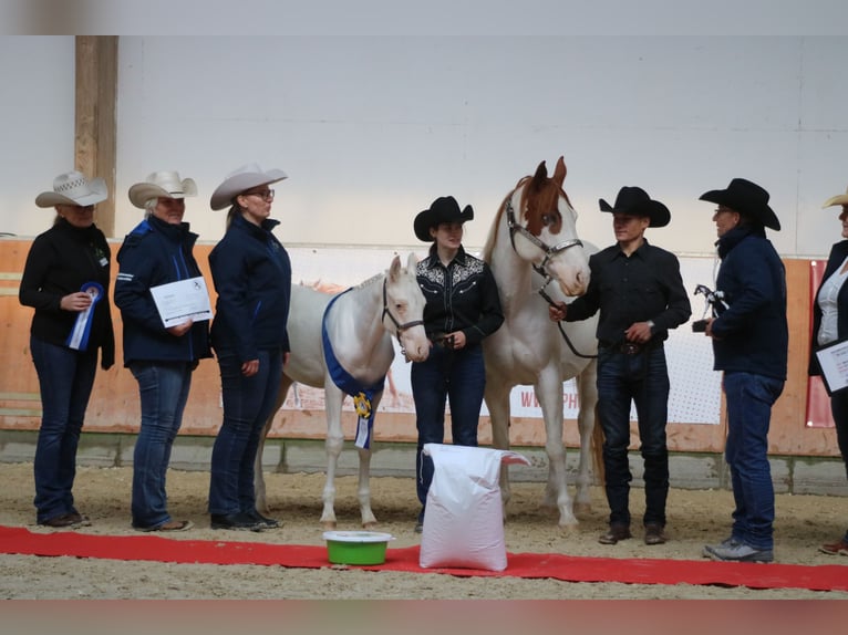 Paint Horse Hengst 1 Jaar Gevlekt-paard in Camburg