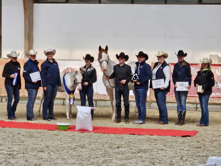 Paint Horse Hengst 1 Jaar Gevlekt-paard in Camburg