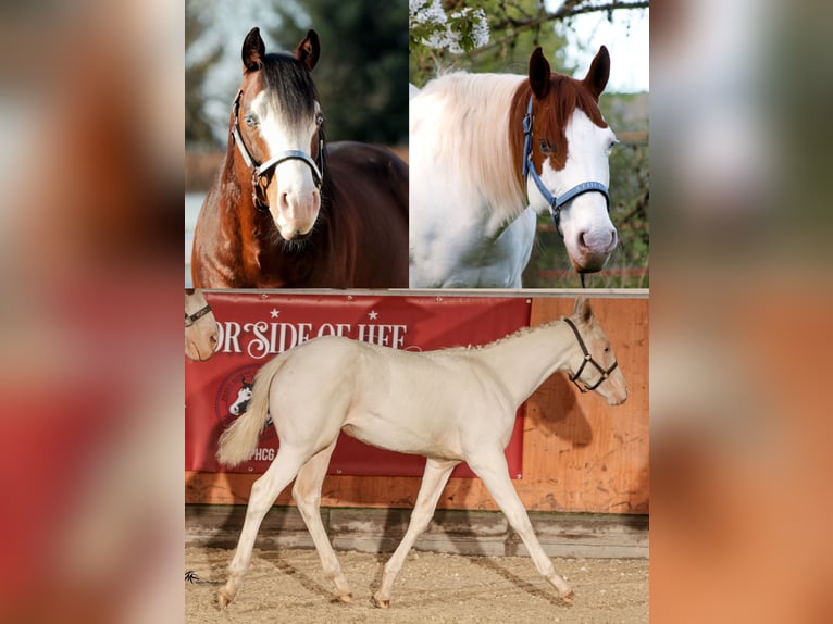 Paint Horse Hengst 1 Jaar Gevlekt-paard in Camburg