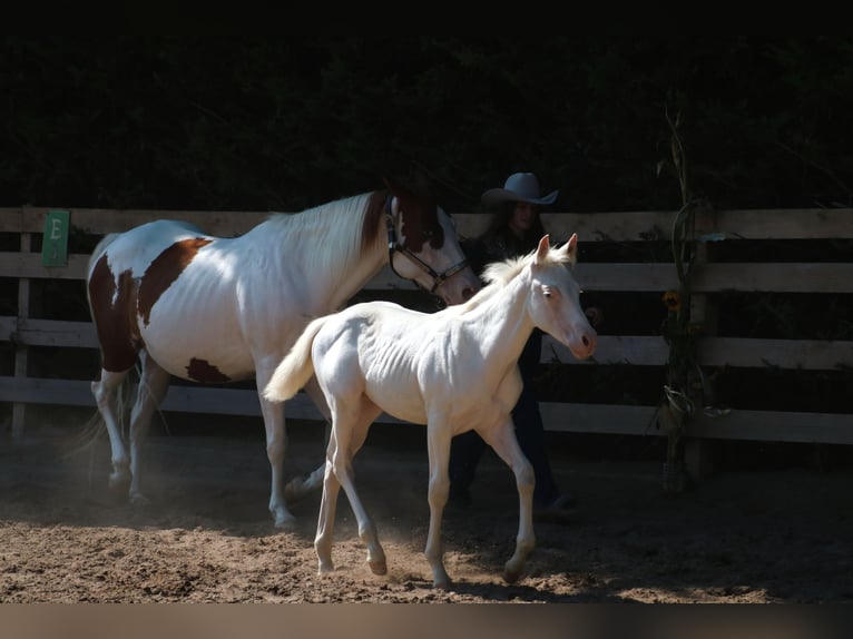 Paint Horse Hengst 1 Jaar Gevlekt-paard in Camburg