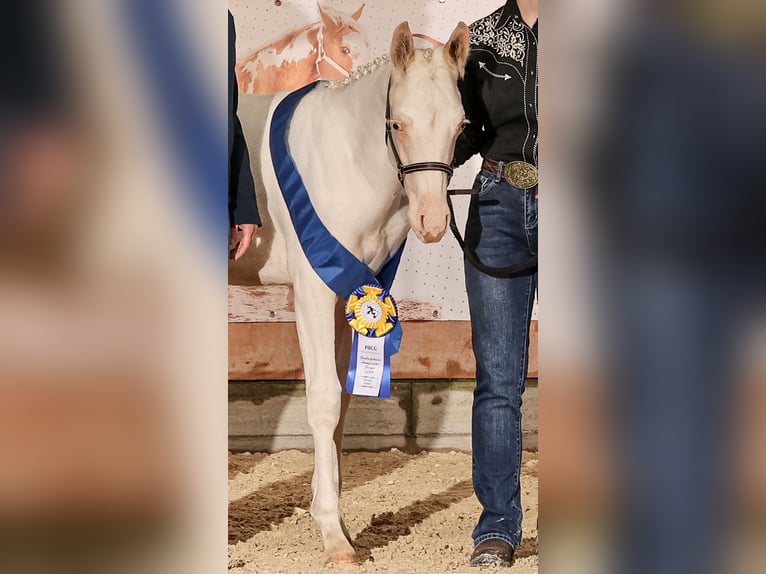 Paint Horse Hengst 1 Jaar Gevlekt-paard in Camburg