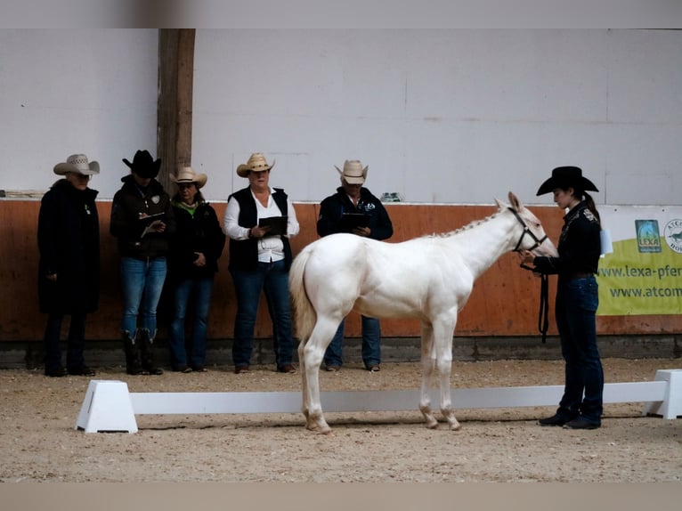 Paint Horse Hengst 1 Jaar Gevlekt-paard in Camburg