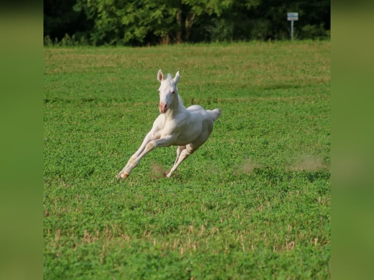 Paint Horse Hengst 1 Jaar Gevlekt-paard in Camburg