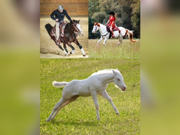 Paint Horse Hengst 1 Jaar Gevlekt-paard in Camburg