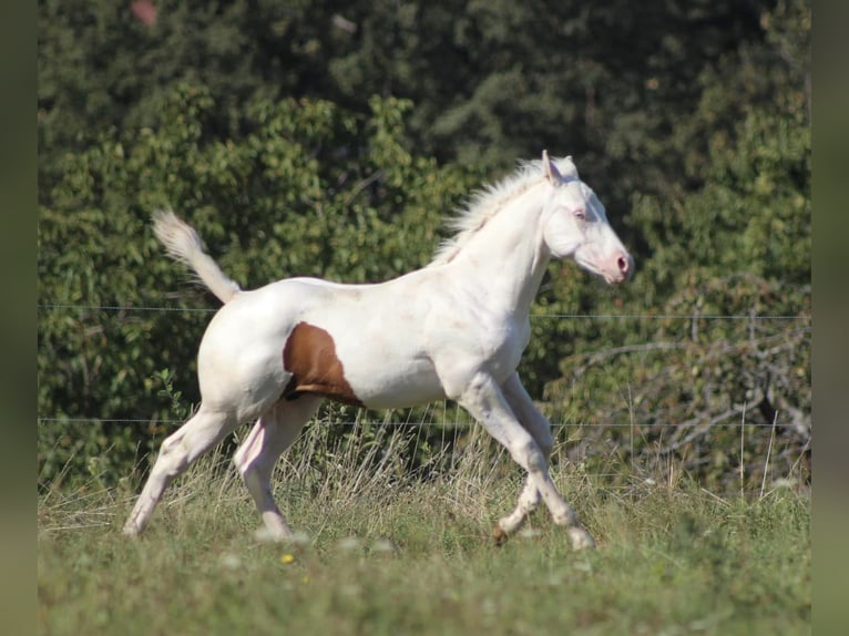 Paint Horse Hengst 1 Jaar Gevlekt-paard in Weiterswiller