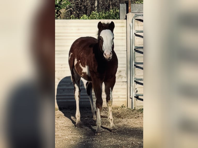 Paint Horse Hengst 1 Jaar Overo-alle-kleuren in Cantu&#39; Asnago