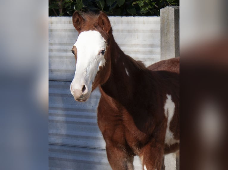 Paint Horse Hengst 1 Jaar Overo-alle-kleuren in Cantu&#39; Asnago