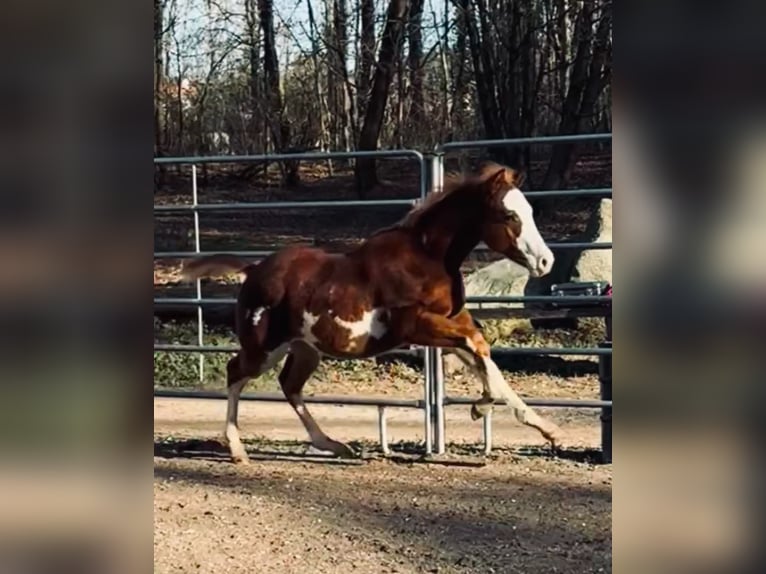 Paint Horse Hengst 1 Jaar Overo-alle-kleuren in Cantu&#39; Asnago