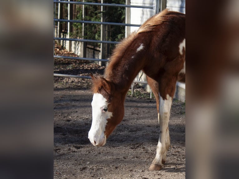 Paint Horse Hengst 1 Jaar Overo-alle-kleuren in Cantu&#39; Asnago