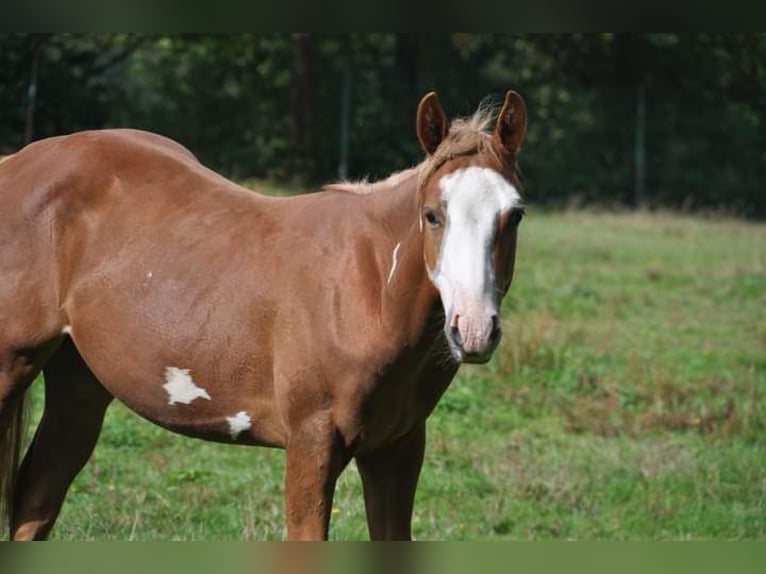 Paint Horse Hengst 1 Jaar Overo-alle-kleuren in Krasiczyn