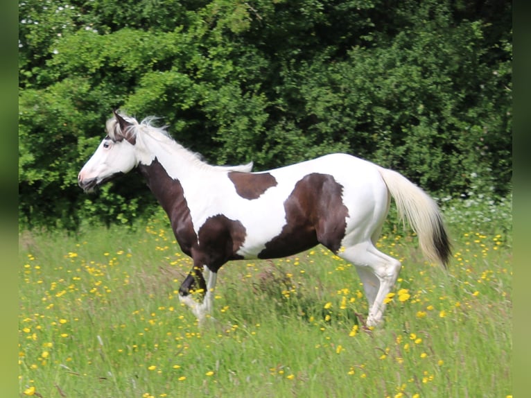 Paint Horse Hengst 1 Jaar Tovereo-alle-kleuren in yzeure