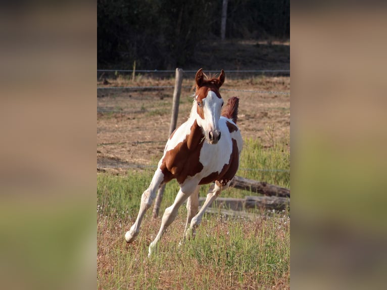 Paint Horse Hengst 1 Jaar Tovereo-alle-kleuren in Hosszúhetény