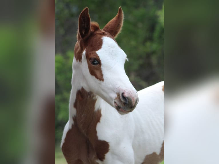 Paint Horse Hengst 1 Jaar Tovereo-alle-kleuren in Hosszúhetény