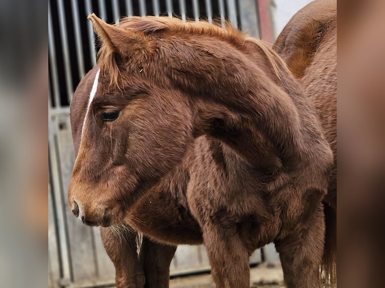 Paint Horse Hengst 1 Jaar in Herford