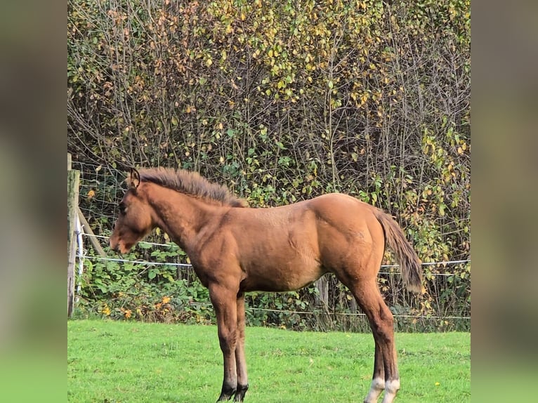 Paint Horse Hengst 1 Jaar Zwartbruin in Bitche