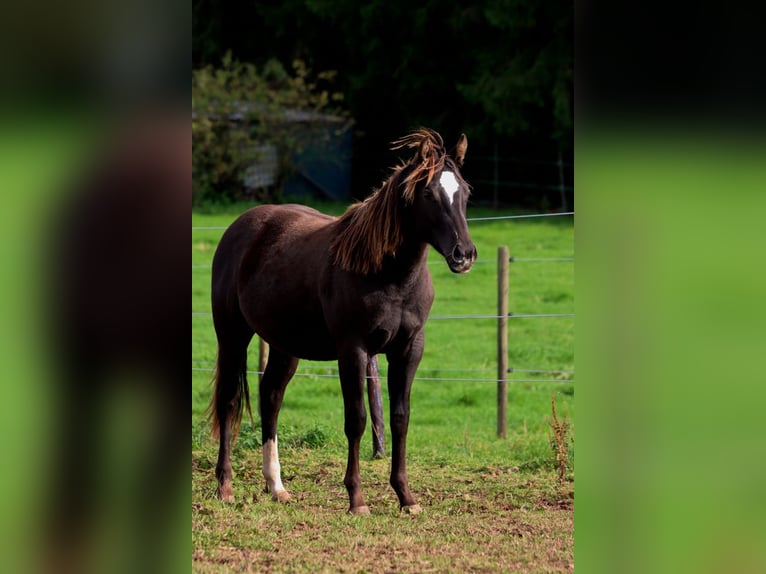 Paint Horse Hengst 1 Jahr 148 cm Rappe in Hellenthal